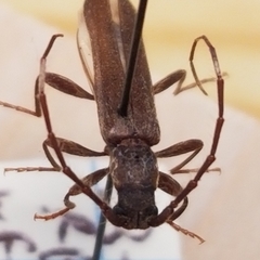Haplidus laticeps