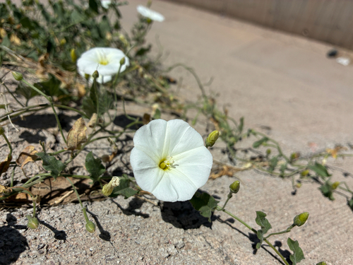field bindweed