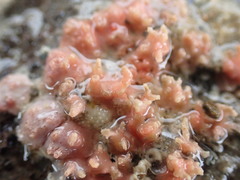 Miniacina miniacea