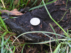 Phlebopus marginatus