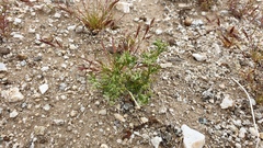 Spermolepis lateriflora