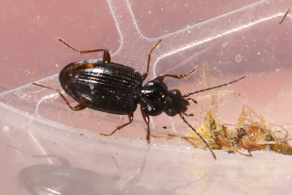 Bembidion lunulatum
