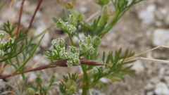 Spermolepis lateriflora