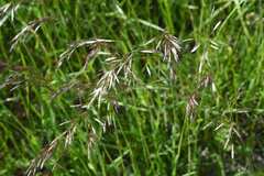 Avenula pubescens, photograph Matteo Martini, CC BY, iNaturalist via GBIF