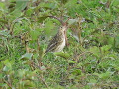 Anthus furcatus