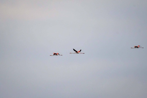 Greater Flamingo