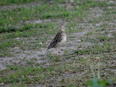 Anthus furcatus