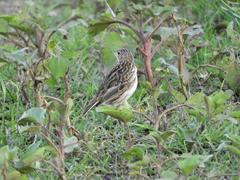 Anthus furcatus