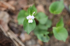 Rowan Fehr, CC BY, iNaturalist via GBIF Viola rugulosa, photograph Rowan Fehr, CC BY, iNaturalist via GBIF