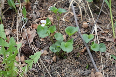 Viola rugulosa, photograph Rowan Fehr, CC BY, iNaturalist via GBIF