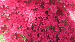 Rhododendron