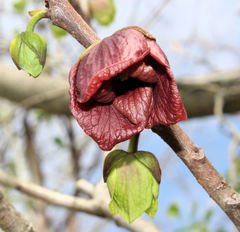 Asimina triloba