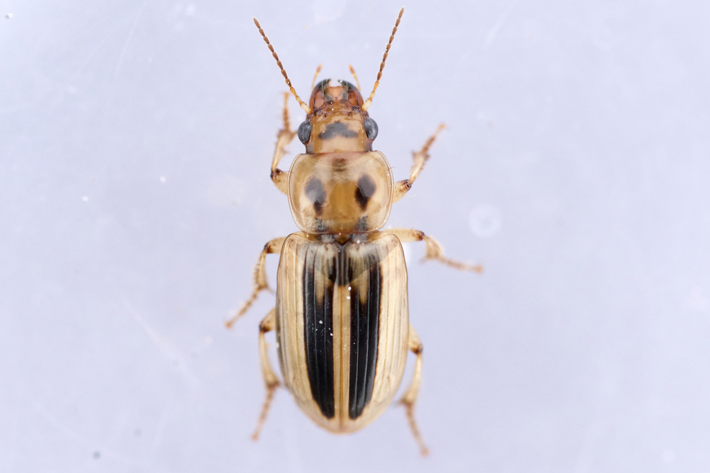 Lined Stenolophus from Tommy Thompson Park, Toronto, ON on April 7