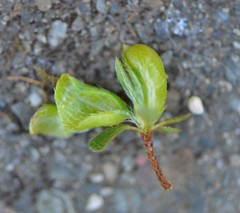 Exobasidium vaccinii