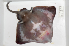 Amblyraja hyperborea