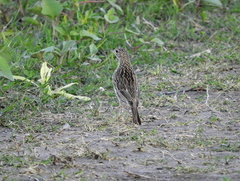 Anthus furcatus