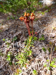 Phyllodoce empetriformis