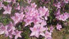 Rhododendron