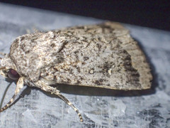 Proteuxoa capularis