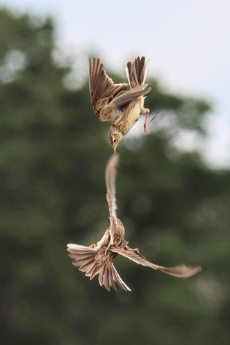 Eurasian Skylark (Alauda arvensis), photo 9