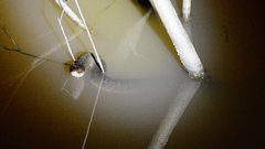 Nerodia erythrogaster