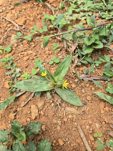 Curculigo orchioides, photograph 5