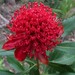 Waratah - Photo (c) kalimata, some rights reserved (CC BY-NC), uploaded by kalimata