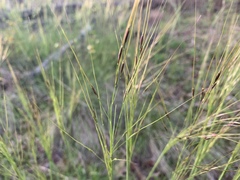 Piptochaetium avenaceum