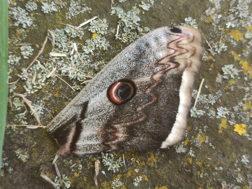 Giant Peacock Moth