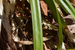 Carex arctata