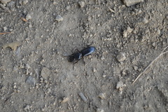 Distichus nevermanni