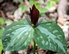 Trillium cuneatum