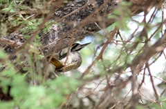 Chloropicus namaquus