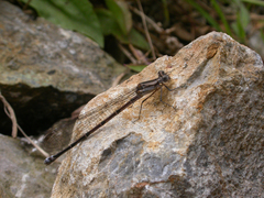 Argia ulmeca