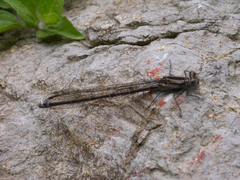 Argia ulmeca