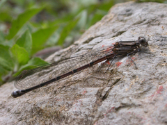 Argia ulmeca