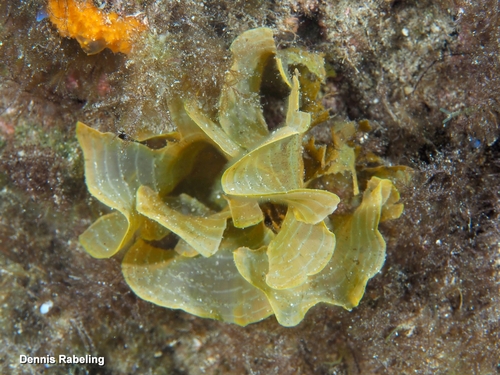 Stypopodium zonale observed 2026-05-15