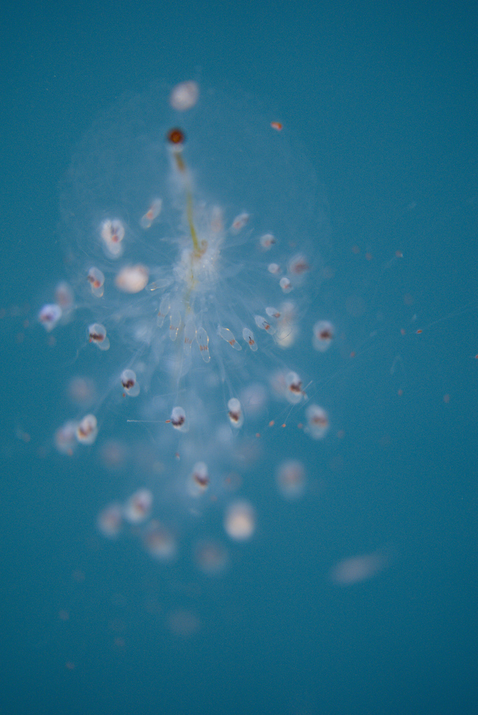 Spiral Siphonophore
