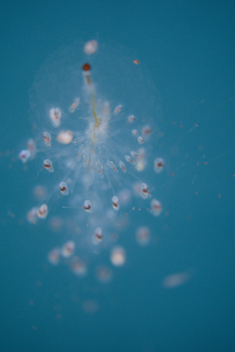 Spiral Siphonophore