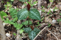 Trillium cuneatum