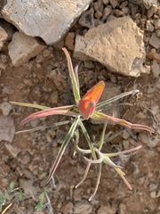 Castilleja tenuiflora