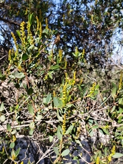 Colliguaja odorifera