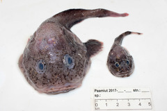 Polar Sculpin photo 3