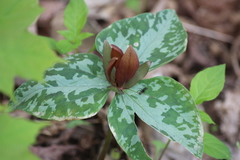 Trillium cuneatum