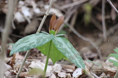 Trillium cuneatum