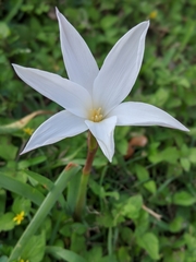 Zephyranthes drummondii