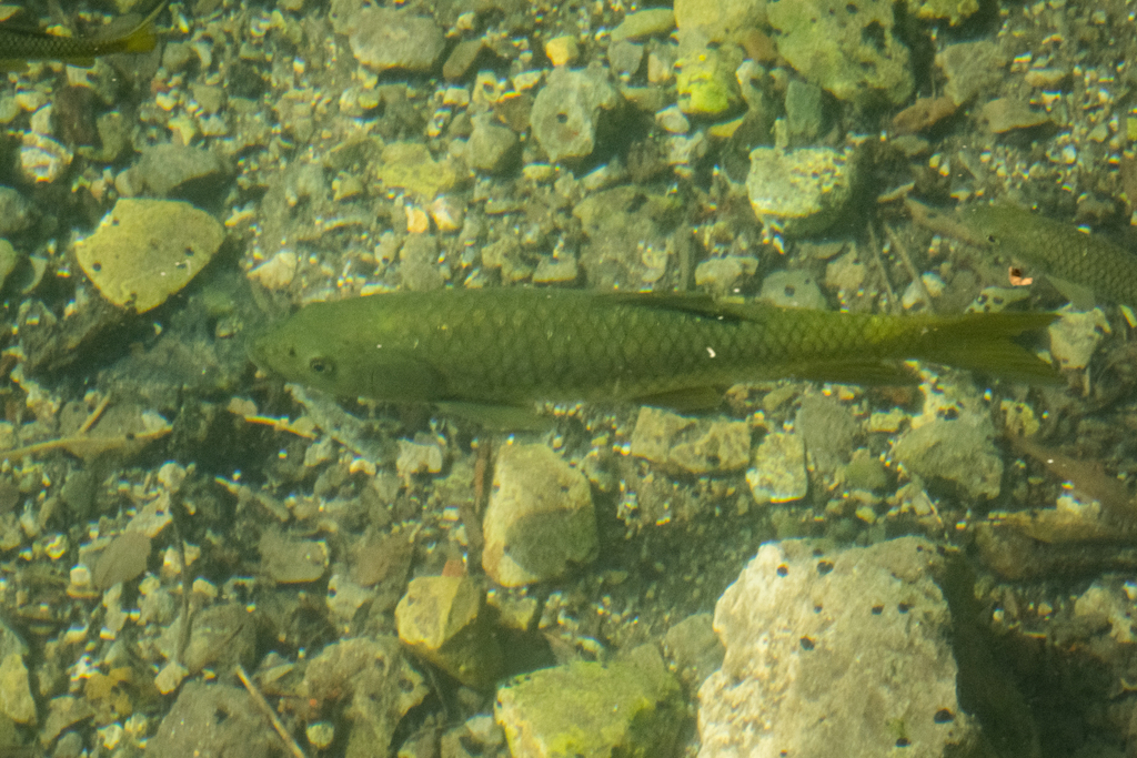 Smallmouth barb (Carasobarbus canis) — Cyprinidae