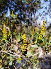 Colliguaja odorifera