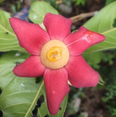 Uvaria grandiflora