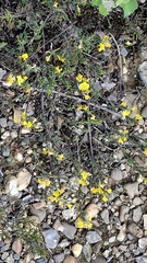 (c) purperlibel, some rights reserved (CC BY-SA) Genista pilosa, photograph (c) purperlibel, some rights reserved (CC BY-SA)